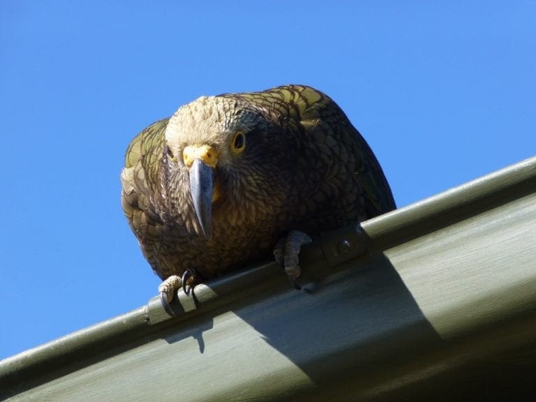 Inquisitive delinquent looking for mischief