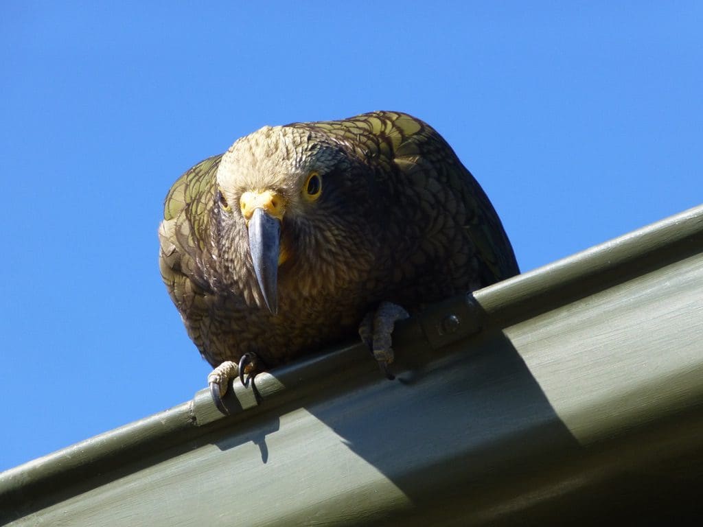 Inquisitive delinquent looking for mischief