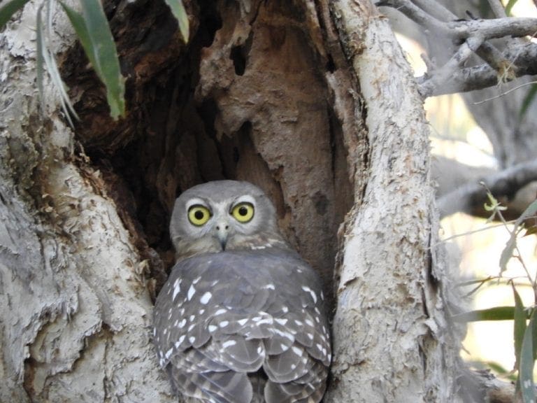 Barking Owl at Timber Creek