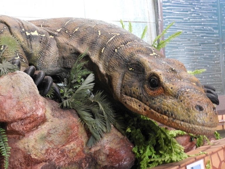 A very large lizard found at Riversleigh. Looks a nasty piece of work.