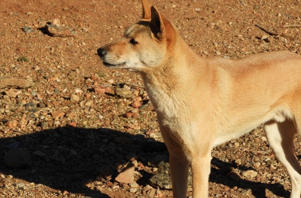 Simpson Desert Trip June 2019 – prep