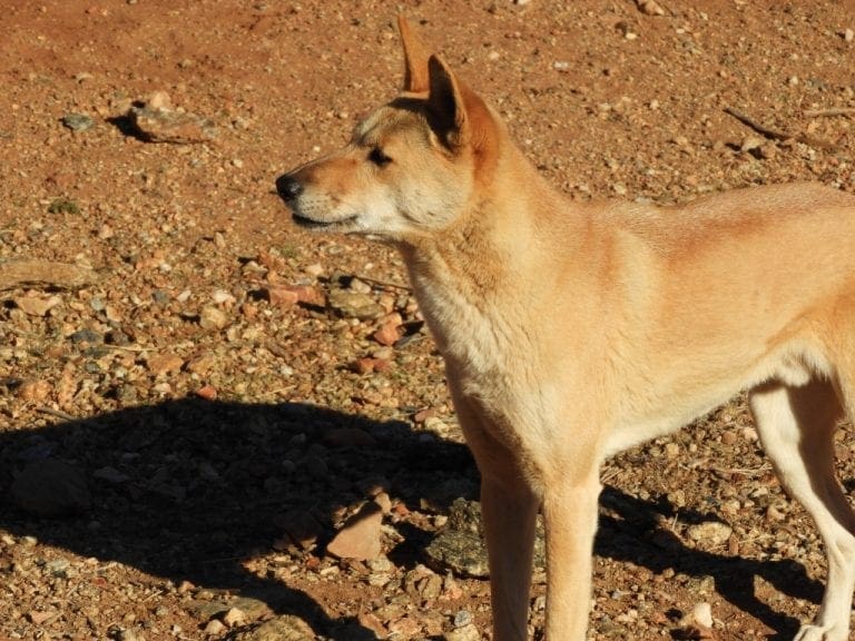 Dingo at Alice Springs Desert Park