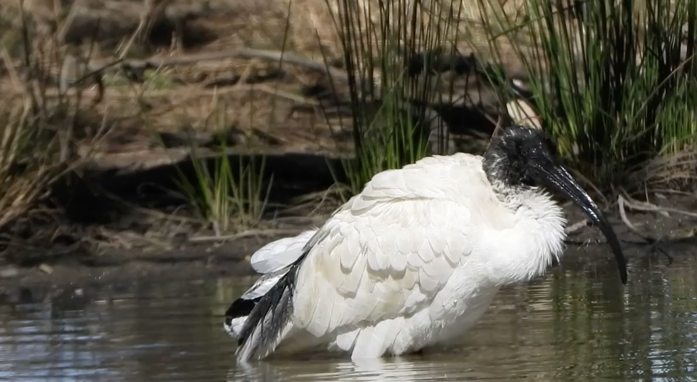 Ibis cleaning