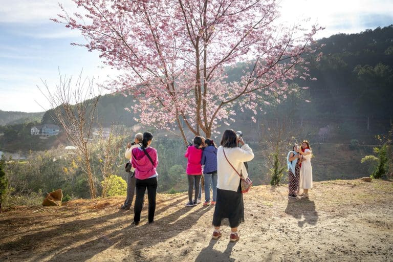 Unrecognizable tourists taking photo of blooming Sakura and mount