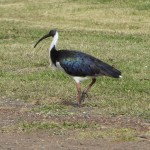 Straw-necked Ibis