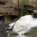 Ibis cleaning