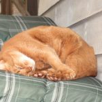 Favourite sleeping position Favourite sleeping position