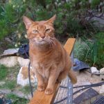 Rail cat Rail cat