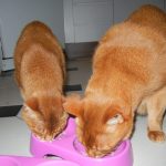 The two brown cats The two brown cats