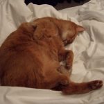 Favourite sleeping position Favourite sleeping position