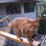 And what is that you are pointing at me? And what is that you are pointing at me?