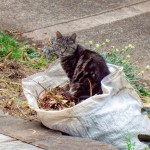 Working cat