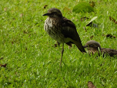 Bush Stone-Curlew