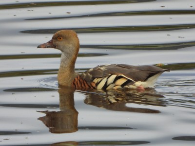 Wandering Whistling-Duck