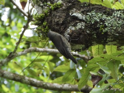 Brown Treecreeper