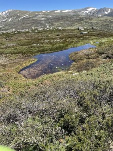 Tarn along Charlotte's Road. Track up from Snowy to Blue Lake on right