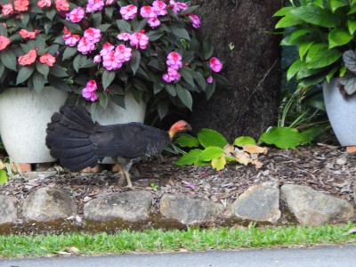 Bush-Turkey