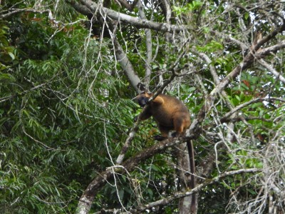 Tree Kangaroo