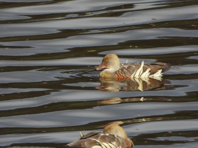 Plumed Whistling-Duck