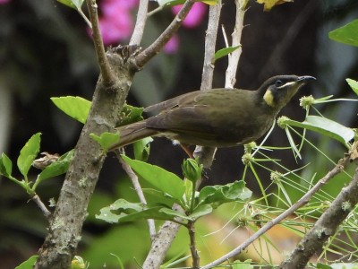 Lewin's Honeyeater