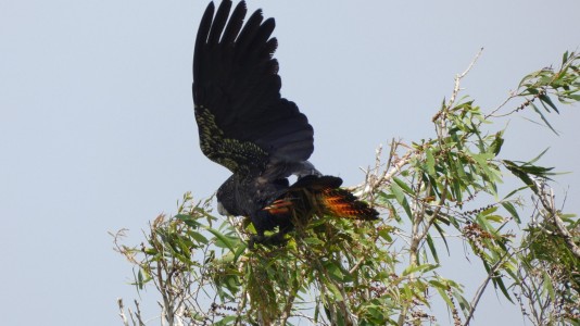 Red-tailed Black Cockatoos