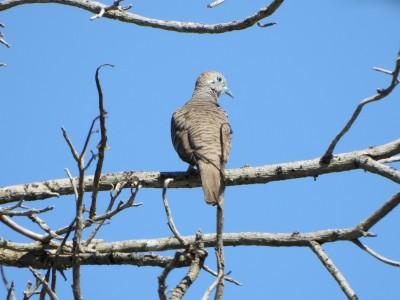 Peaceful Dove