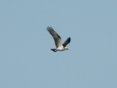 Osprey