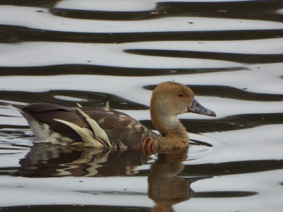 Wandering Whistling-Duck