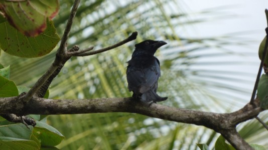 Spangled Drongo