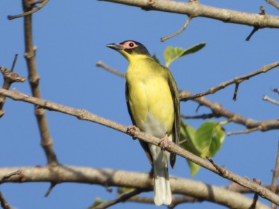 Fig Bird