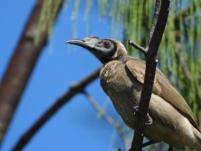 Helmeted Friarbird