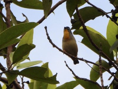 Spotted Pardalote