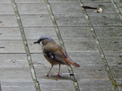 Grey-headed Robin