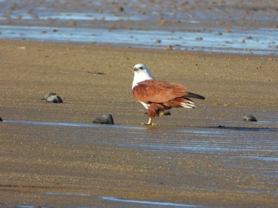 Brahminy Kite