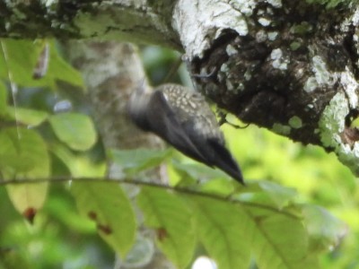 Brown Treecreeper