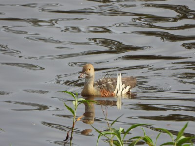 Plumed Whistling-Duck