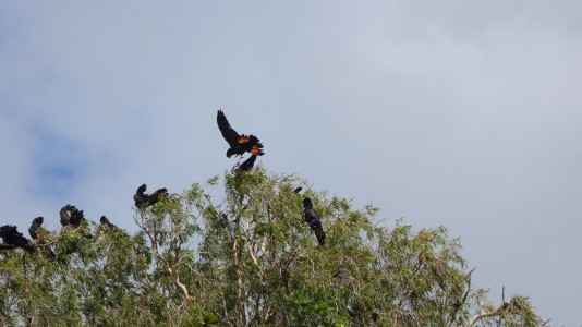 Red-tailed Black Cockatoos