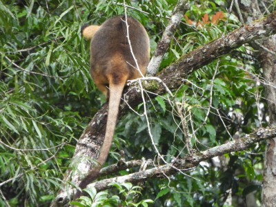 Tree Kangaroo