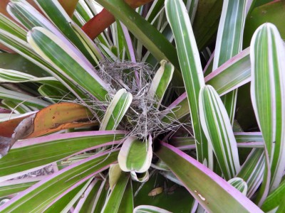 White-cheeked Honeyeater's nest