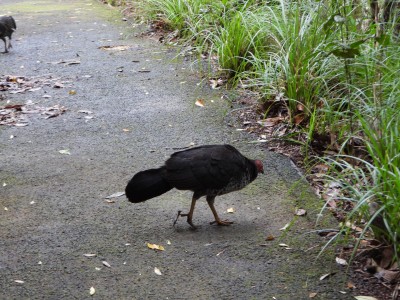 Bush Turkey