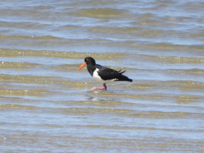 Pied Oystercatcher