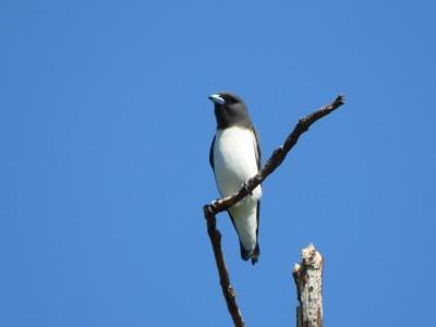 White-breasted Woodswallow