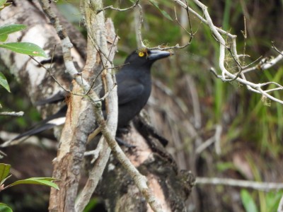 Currawong