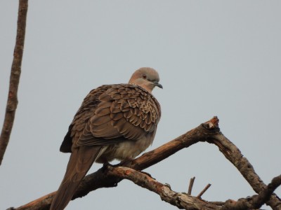 Spotted Turtle-dove