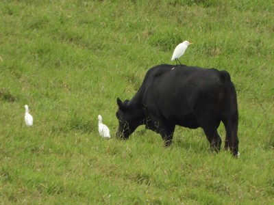 Cattle Egrets