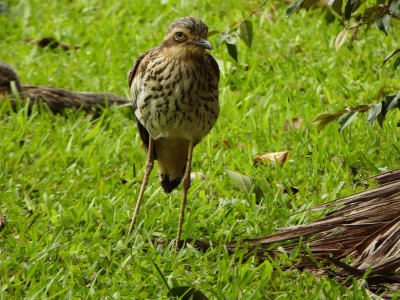 Bush Stone-Curlew