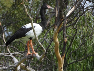 Magpie Goose