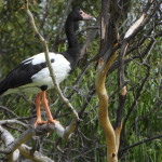 Magpie Goose