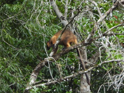 Tree Kangaroo