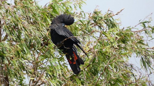 Red-tailed Black CockatoosRed-tailed Black Cockatoos